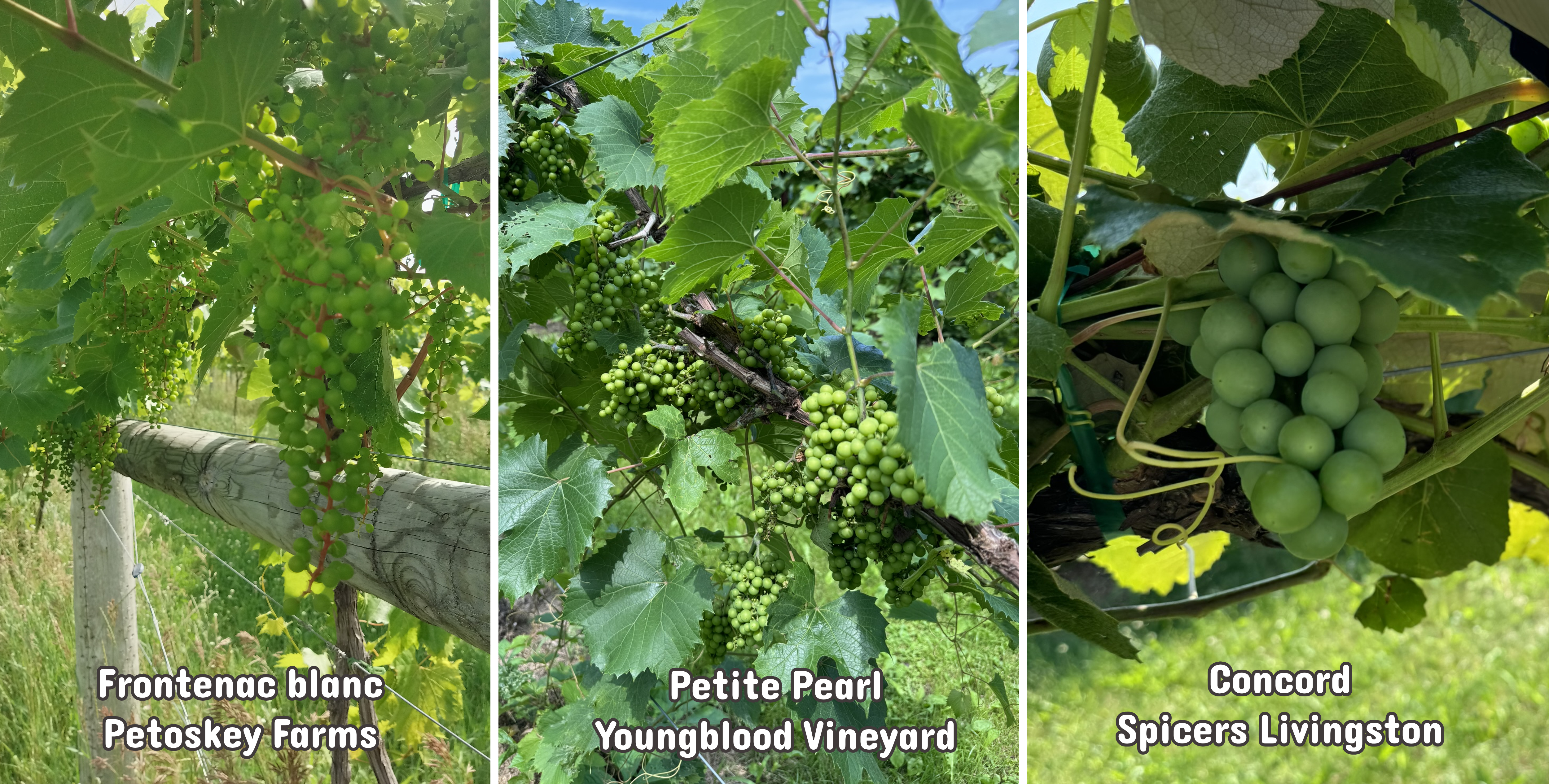 Three different bunches of grapes hanging from a branch.